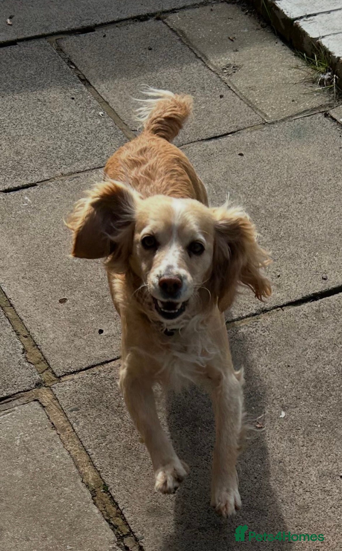 Cocker Spaniel dogs Cocker spaniel  - Advert 3