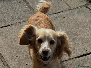 Cocker Spaniel dogs Cocker spaniel - Advert 3