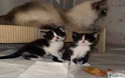 Ragdoll cats for sale: 2 kittens available 1 female, 1 male  - Image 1