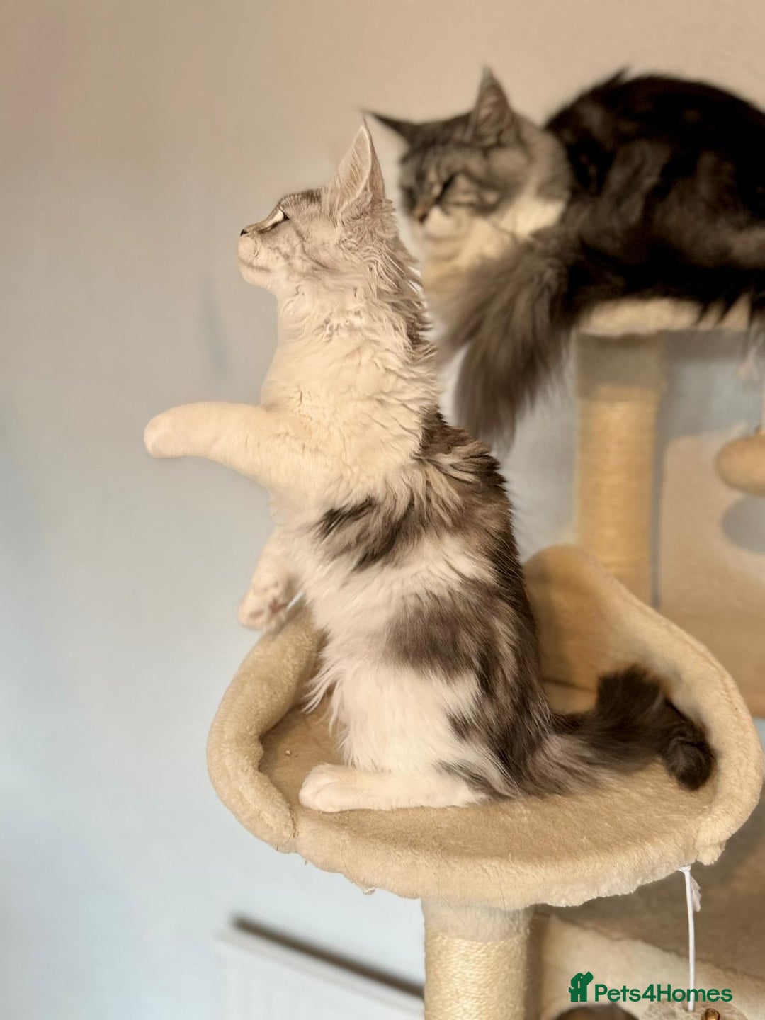 Maine Coon cats for sale: TICA Stunning Maine Coon Kittens - ACTIVE 🩷 - Image 9