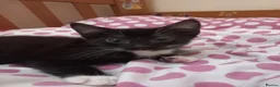 Mixed Breed cats for sale: Beautiful kittens for sale  - Advert 14