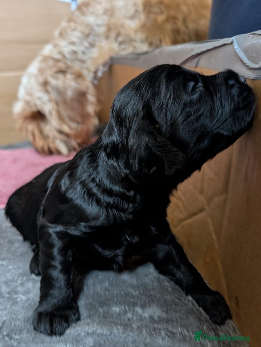 Cockapoo dogs for sale: Beautiful cockapoos F2b - Advert 3
