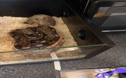 Python Snake reptiles for sale: Ball python and full set up  - Image 4