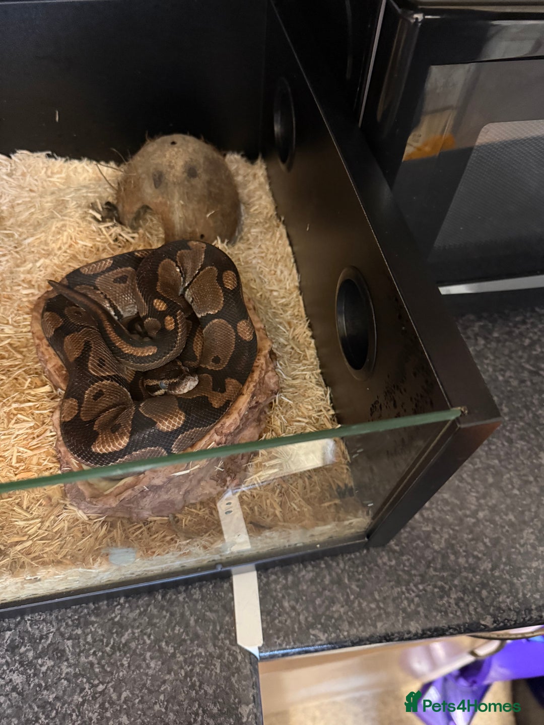 Python Snake reptiles for sale: Ball python and full set up  - Image 4