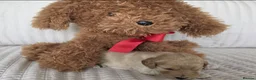 Cockapoo dogs for sale: Golden Cockapoo Puppies - Advert 11