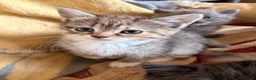 Scottish Fold cats for sale: GORGEOUS SCOTTISH FOLD X EXOTIC PERSIAN KITTENS - Advert 8