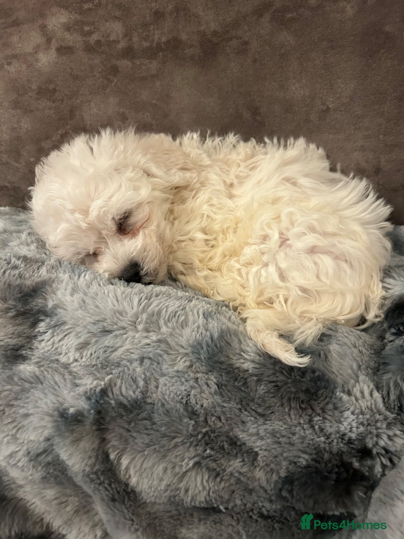 Bichon Frise dogs Bichon Maltese boy - Advert 18