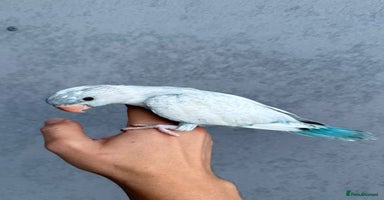 Parakeets birds - Advert 4