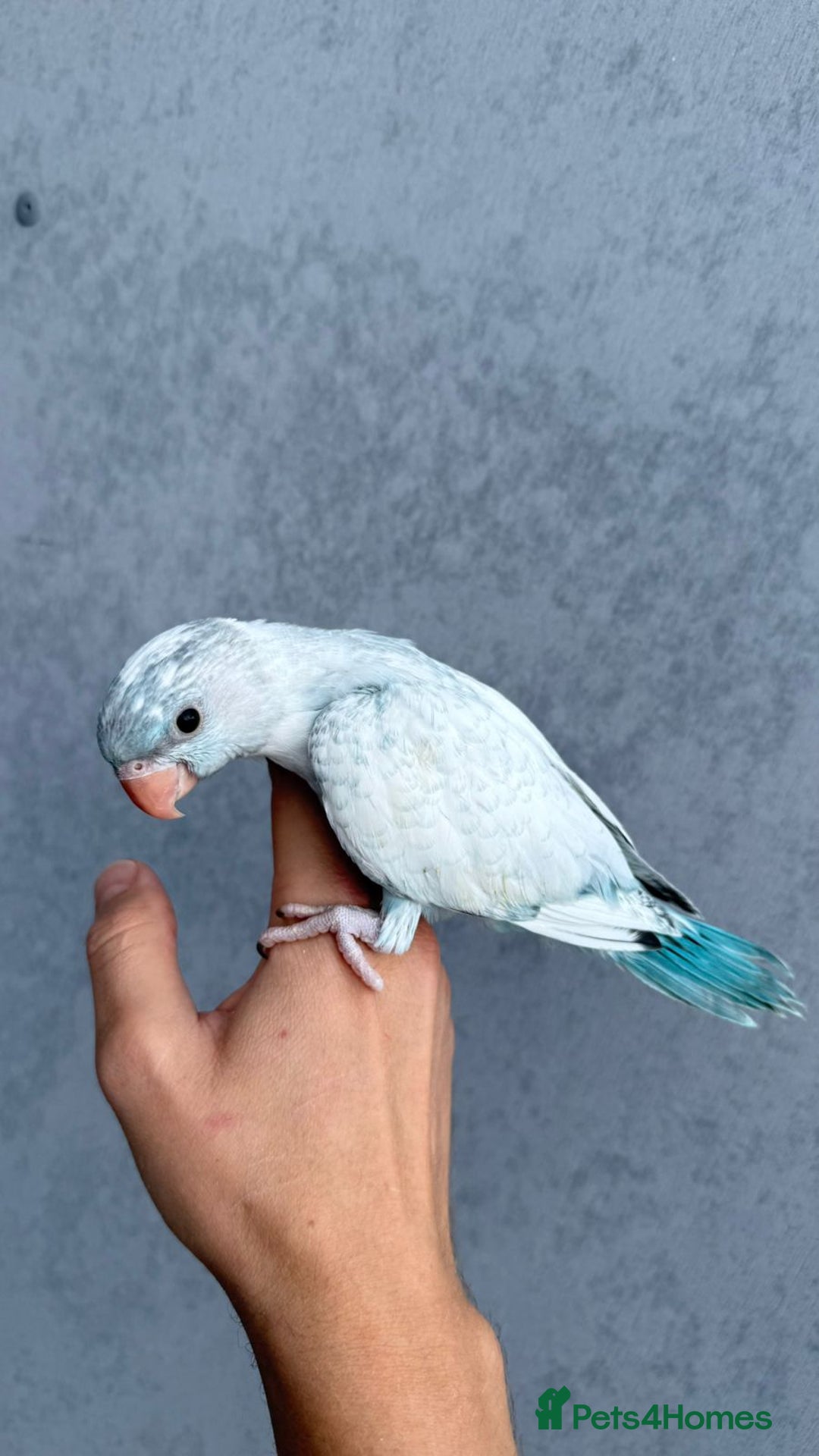 Parakeets birds for sale: Rare BabyBlue Pied Indian Ringneck Hand-Reared&DNA - Image 2