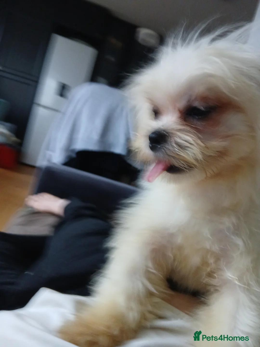 Mixed Breed dogs for sale: Sweet Maltes/Lhasa Apso puppies  - Advert 15