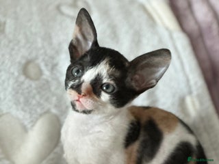 Cornish Rex cats ✨ Beautiful Kittens Ready for Reservation ✨ - Advert 2