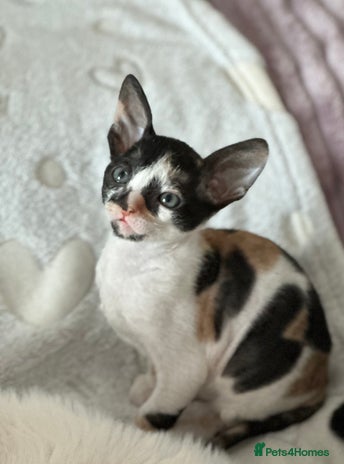 Cornish Rex cats ✨ Beautiful Kittens Ready for Reservation ✨ - Advert 2