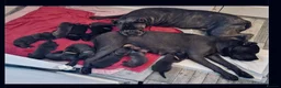 Cane Corso dogs for sale: Purebred Cane Corso puppy, Last one left🐾 - Advert 5