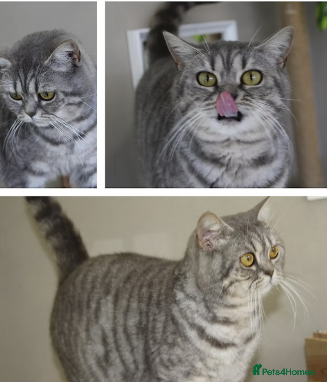 British Shorthair cats for sale: ✨ Gorgeous Pedigree Kittens – 3 Beautiful Girls✨ - Image 5
