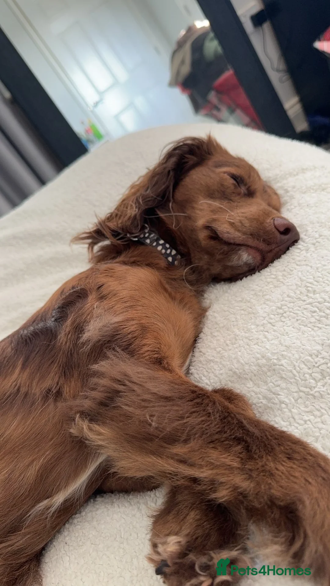 Cocker Spaniel dogs for sale: Cockerspaniel  - Advert 7