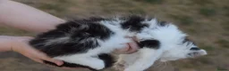 Mixed Breed cats for sale: 3 FLUFFIEST black & white kittens! 2 female 1 male - Advert 12