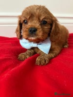Cavalier King Charles Spaniel dogs - Advert 8