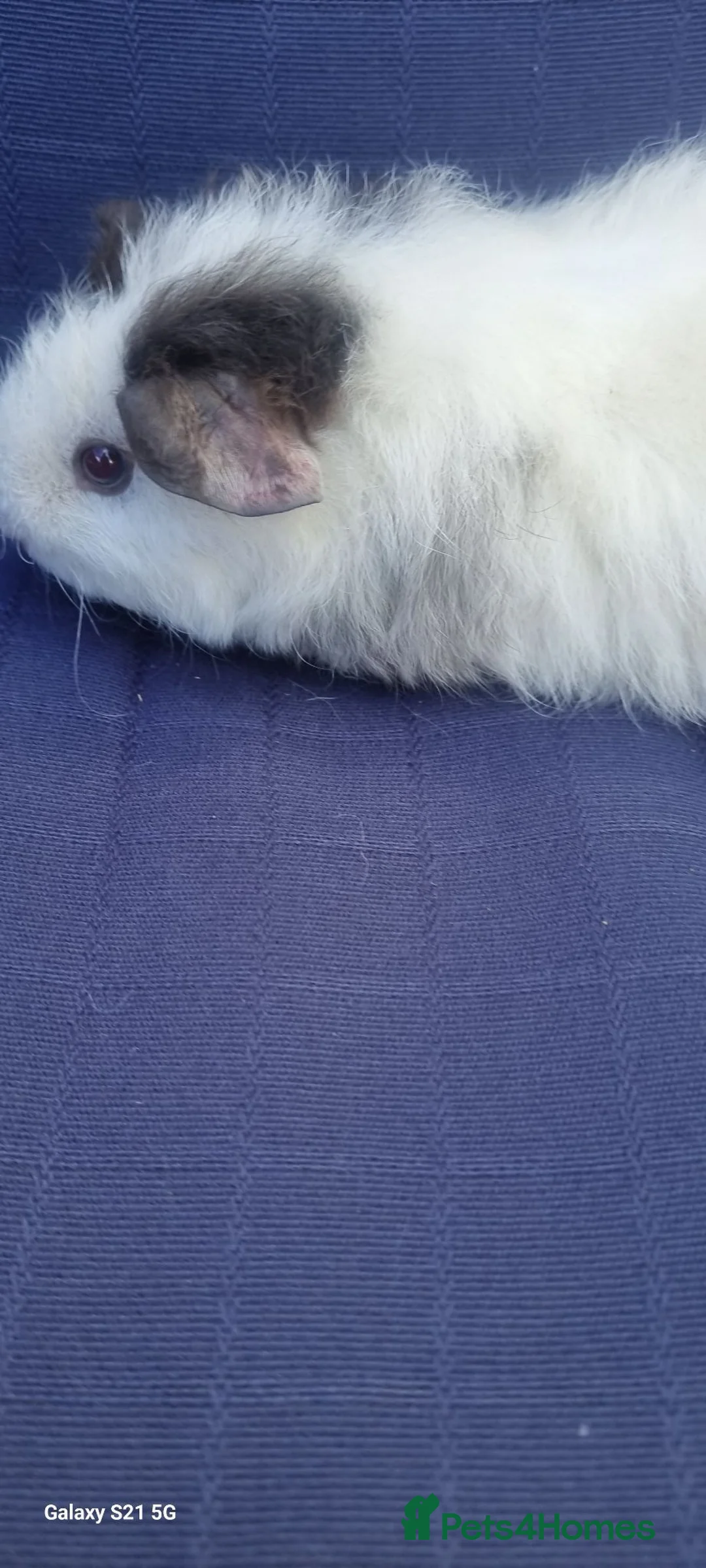 Guinea Pig rodents for sale: Female baby guinea pigs  in Rochester - Advert 12