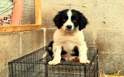 Sprollie dogs for sale: 3 Gorgeous Sprollies for sale - Image 5
