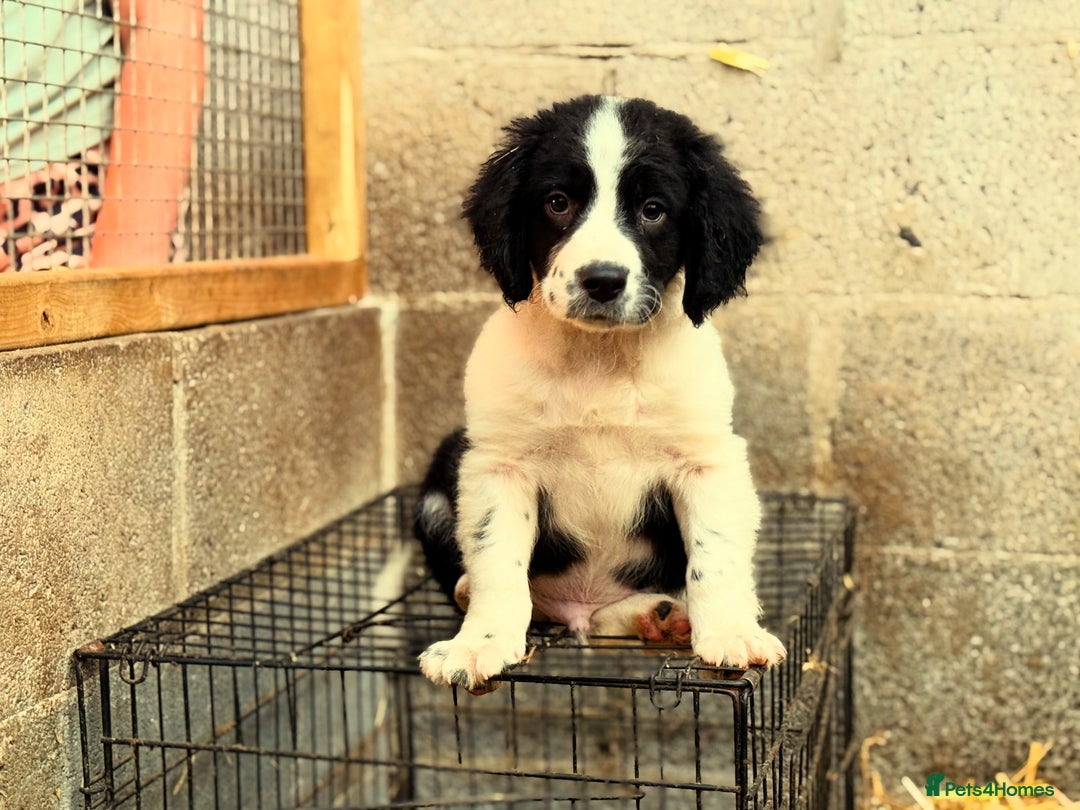Sprollie dogs for sale: 3 Gorgeous Sprollies for sale - Image 5