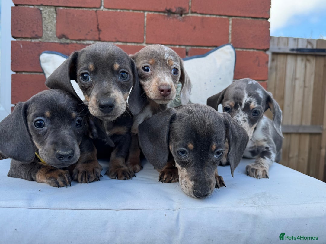 Miniature Dachshund dogs for sale: Ready now. Outstanding Mini Dachshund Pups!  - Image 2