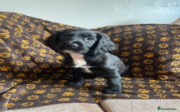 Cocker Spaniel dogs for sale: COCKER SPANIEL GIRLS READY FOR NEW HOMES  - Image 17