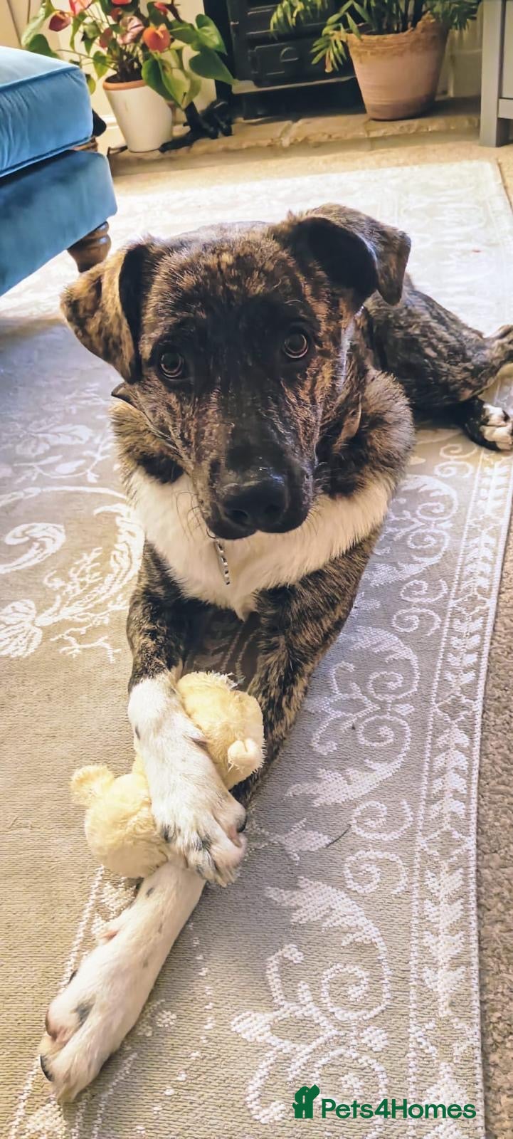 Mixed Breed dogs Benji  - Advert 2