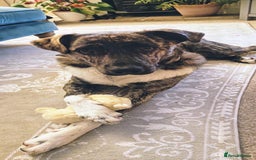 Mixed Breed dogs for adoption: Benji  - Advert 1