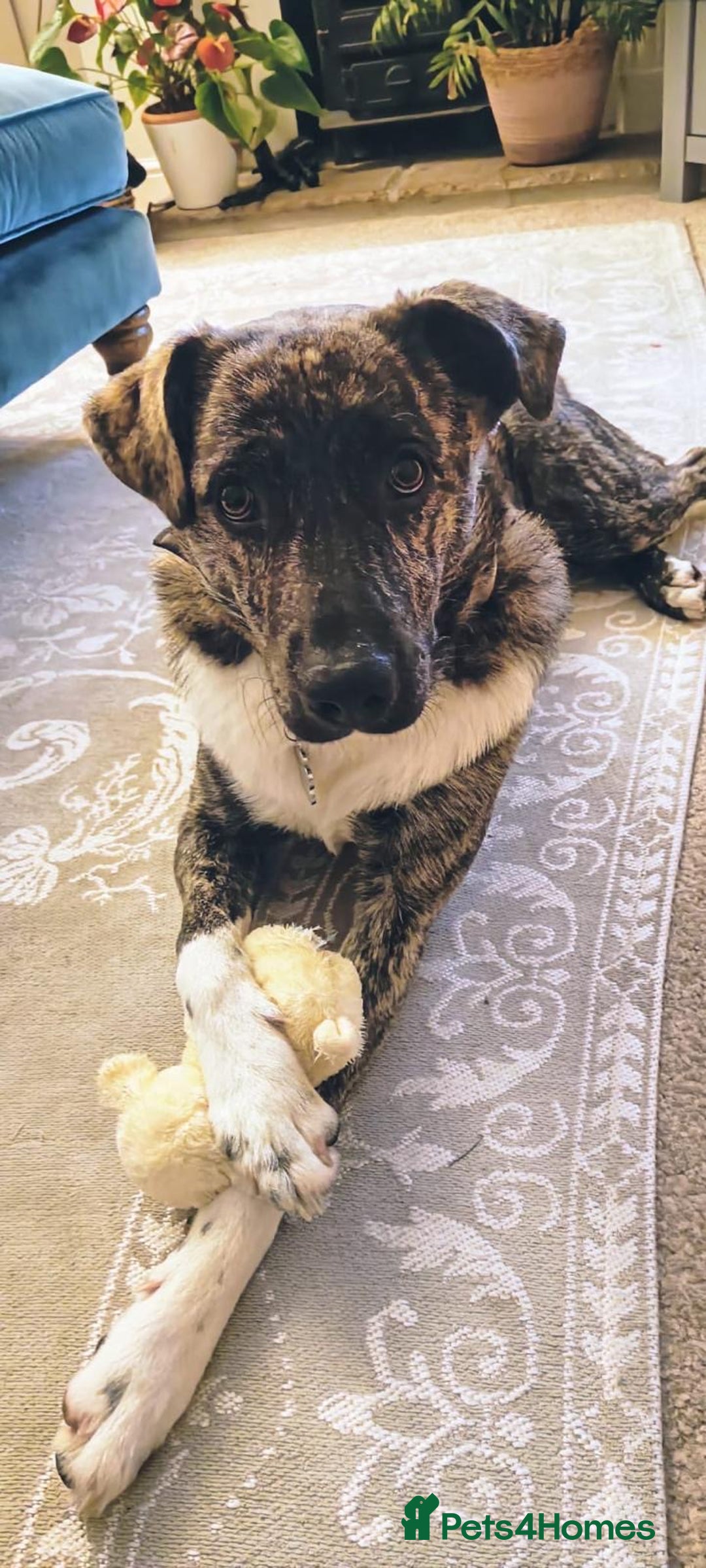 Mixed Breed dogs for adoption: Benji  - Advert 1