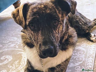 Mixed Breed dogs Benji - Advert 18