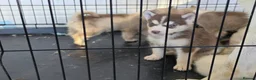 Siberian Husky dogs for sale: 2 LEFT REDUCED Stunning Siberian Husky Puppies - Advert 4