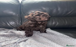 Cockapoo dogs for sale: F1 PRA Clear cockapoo puppys in Sandbach - Image 7