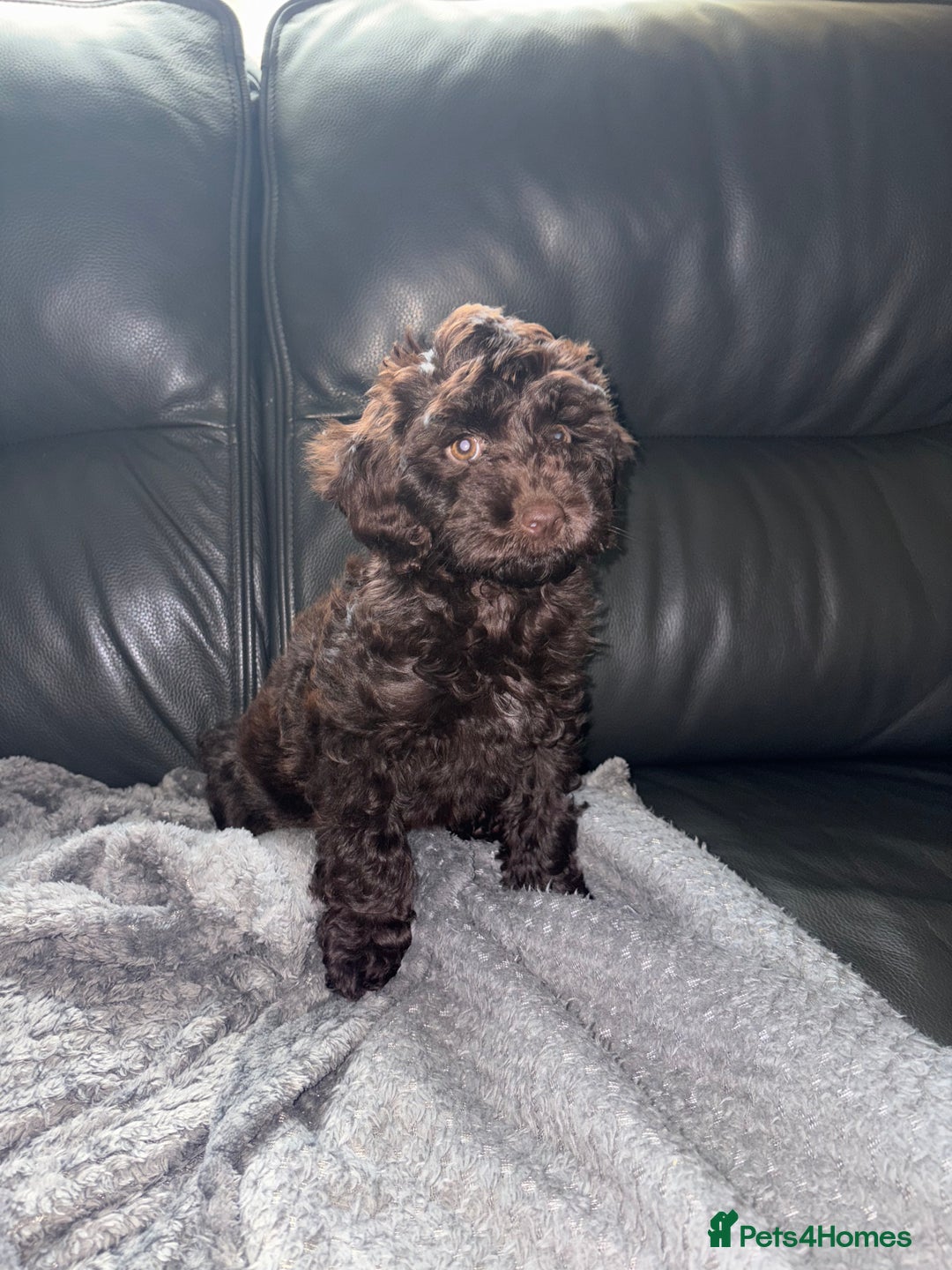 Cockapoo dogs for sale: F1 PRA Clear cockapoo puppys in Sandbach - Image 7