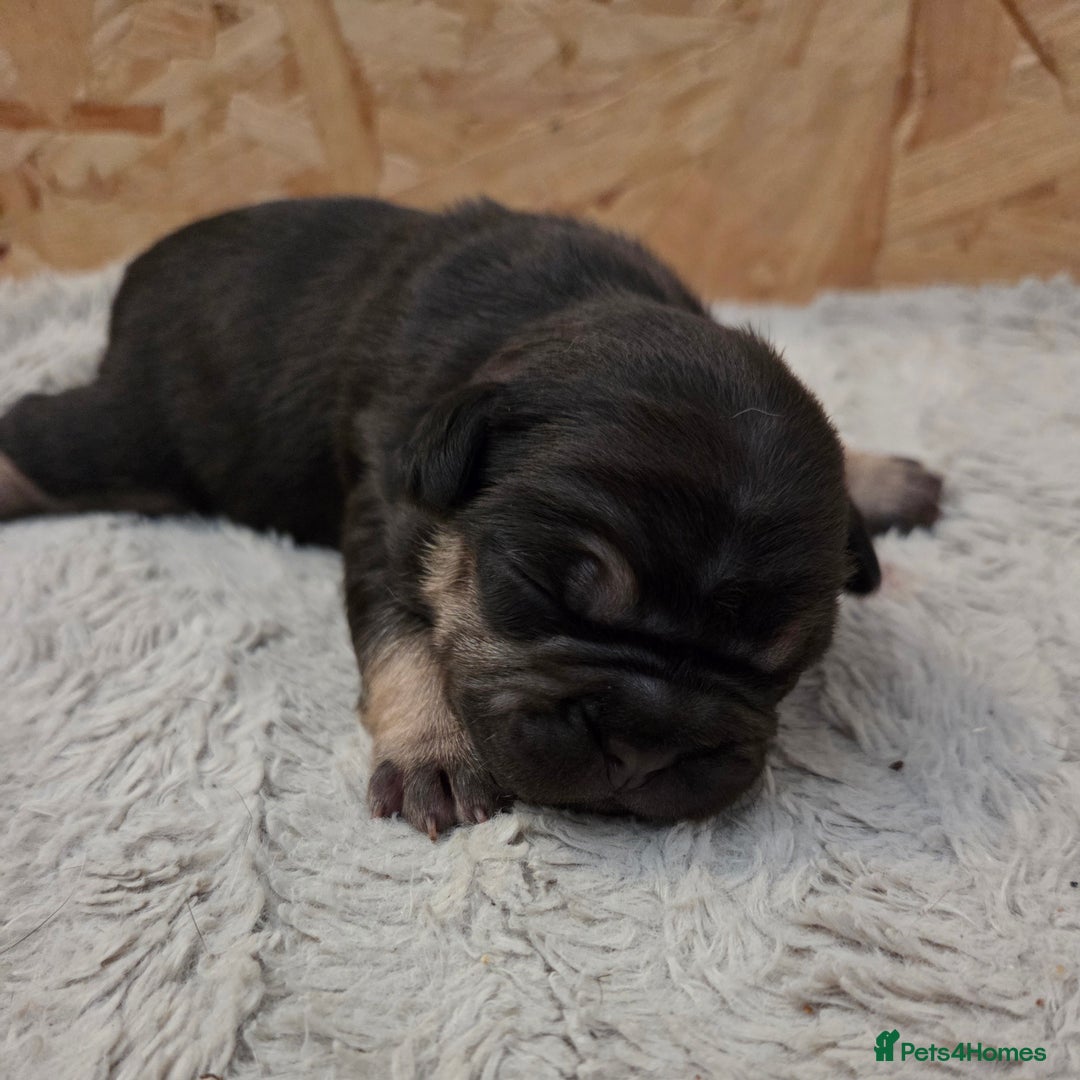 French Bulldog dogs for sale: 5 beautiful male french bulldog puppies  - Image 27