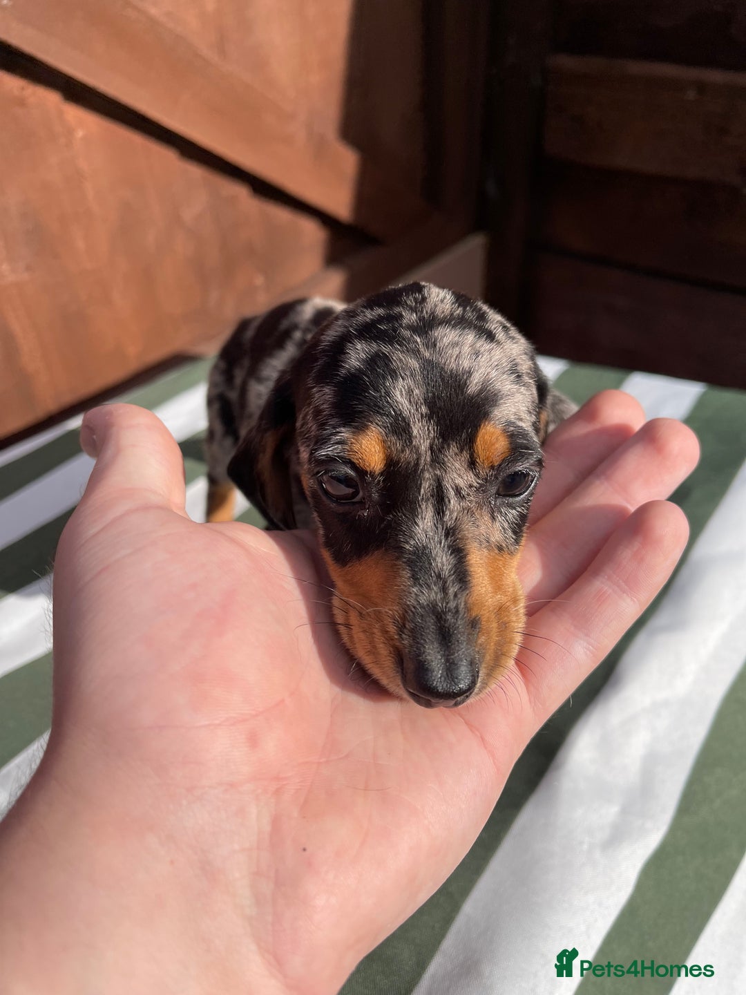 Dachshund dogs for sale: 4 beautiful dachshund puppies ready to go!!!! - Image 4
