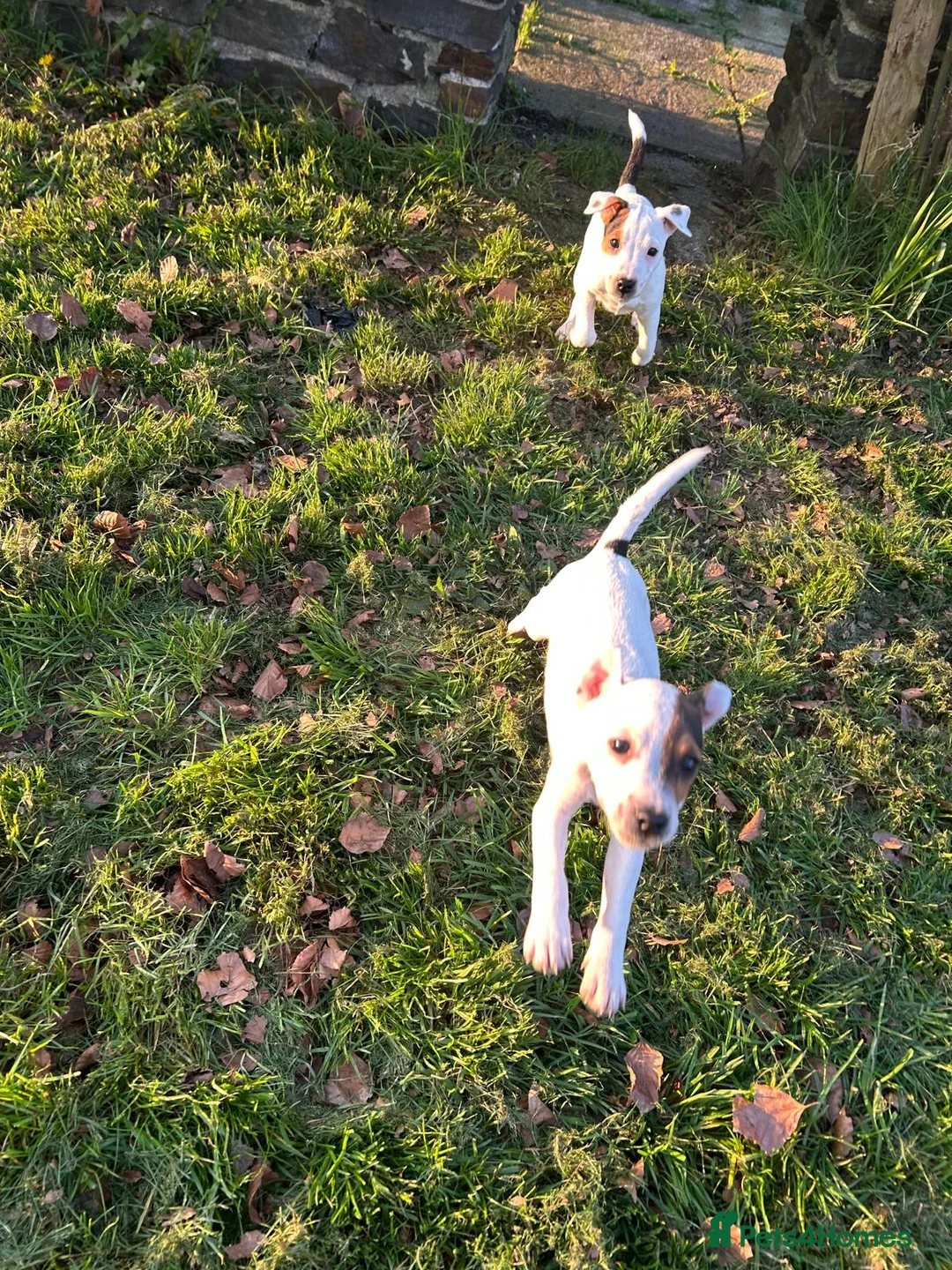 Parson Russell dogs for sale: Beautiful litter of Parson Russell rascals  - Advert 2