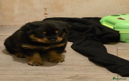 Rottweiler dogs for sale: Rottweiler puppies - Image 4