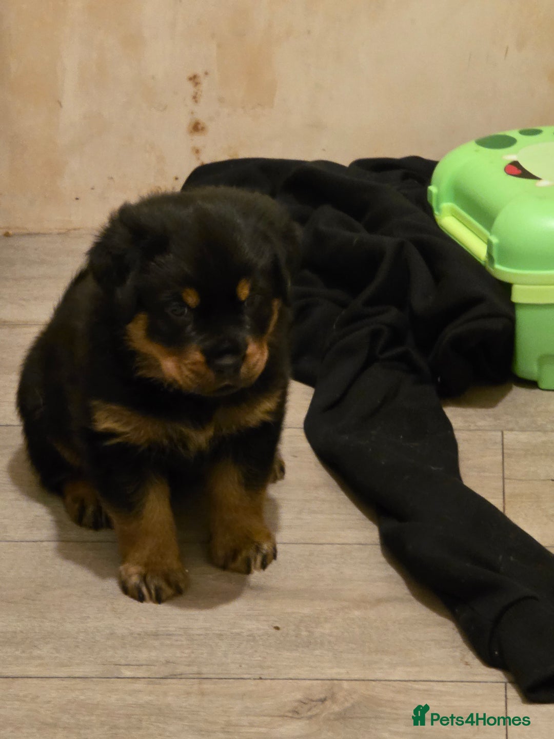Rottweiler dogs for sale: Rottweiler puppies - Image 4