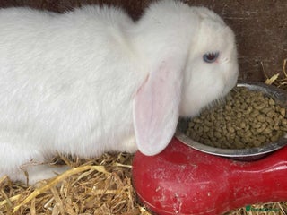 English Lop rabbits - Advert 8