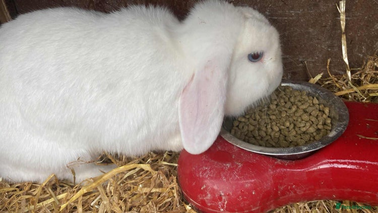 English Lop rabbits - Advert 2