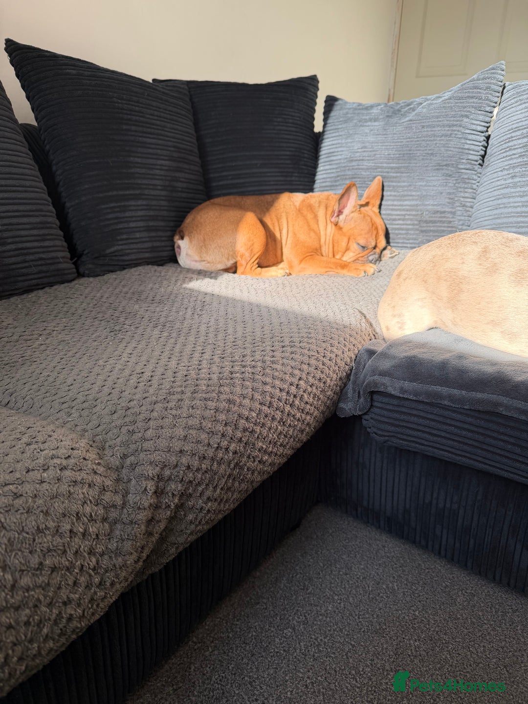 French Bulldog dogs for sale: lupo the french bulldog  - Advert 3