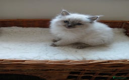Ragdoll cats for sale: Blue point Ragdoll kittens  - Image 7