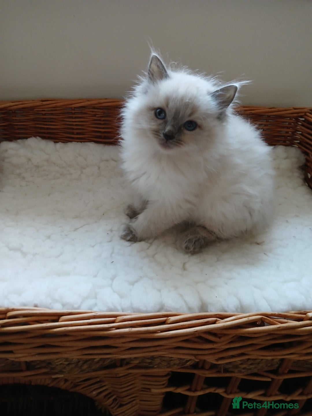 Ragdoll cats for sale: Blue point Ragdoll kittens  - Image 7
