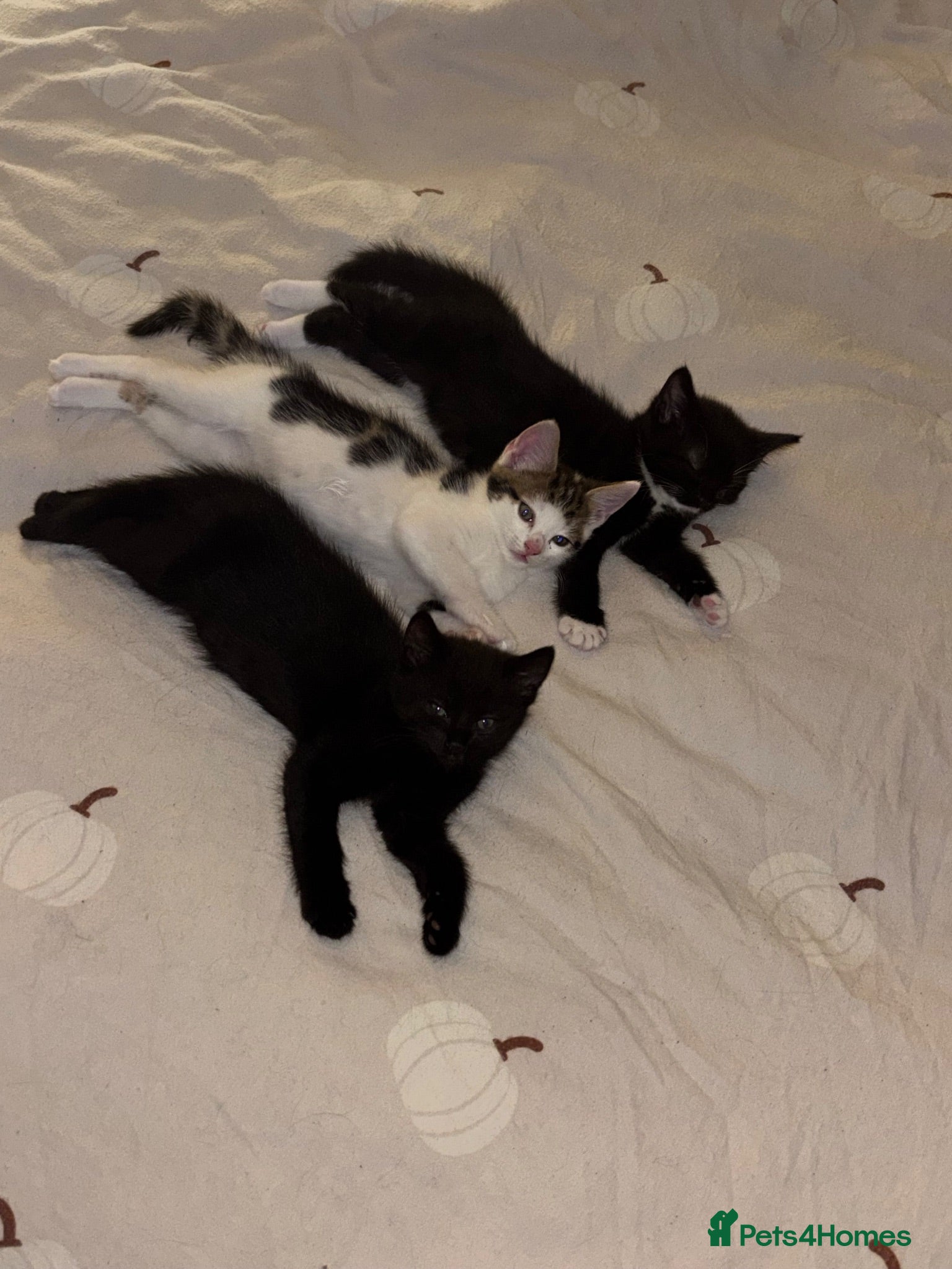 Mixed Breed cats READY TO GO! Fluffy kittens  - Advert 1
