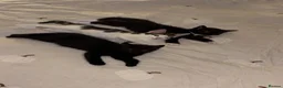 Mixed Breed cats for sale: READY TO GO! Fluffy kittens  - Advert 1