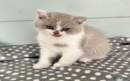 British Shorthair cats for sale: Blue/cream biocolour British short hair kitten - Image 26