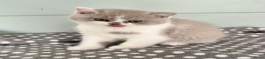 British Shorthair Kitten 4