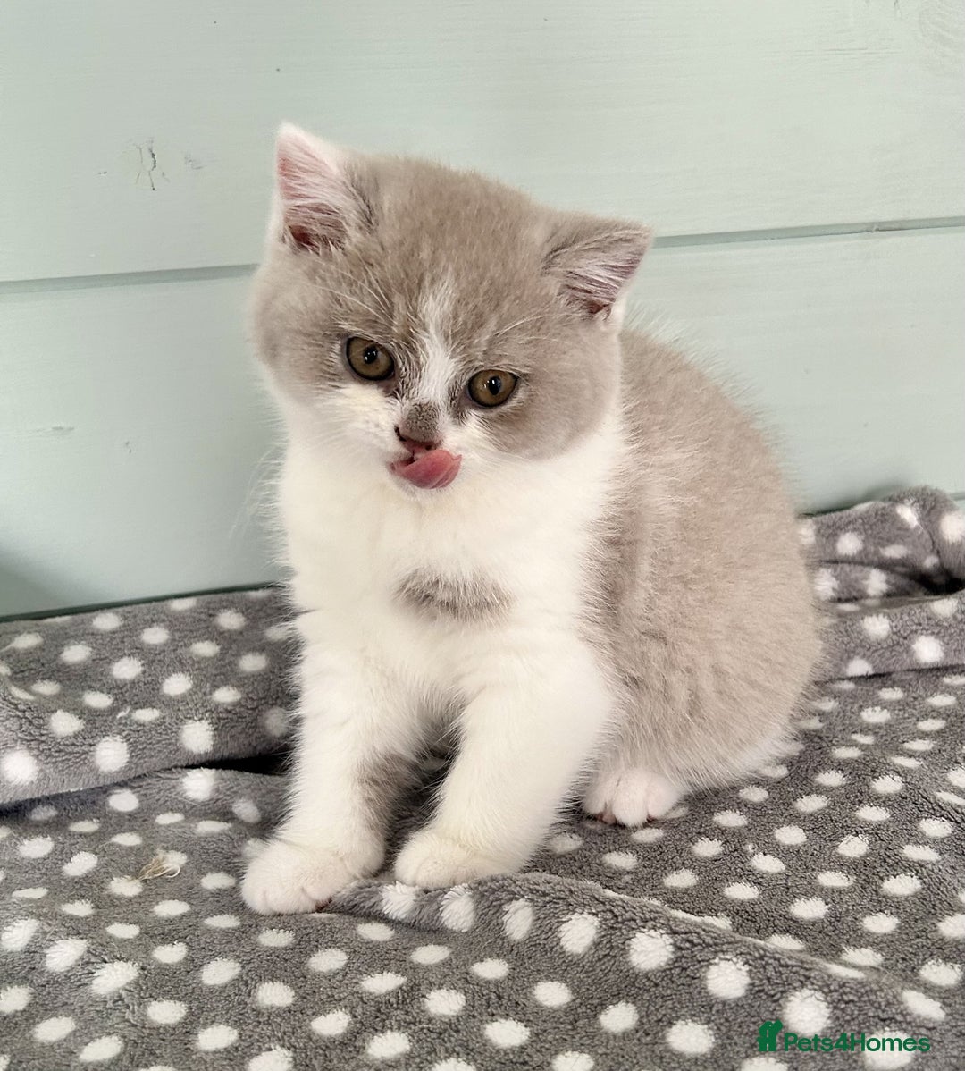British Shorthair cats for sale: Blue/cream biocolour British short hair kitten - Image 26