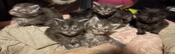 Maine Coon cats for sale: Pure Maine coon kittens  - Advert 4