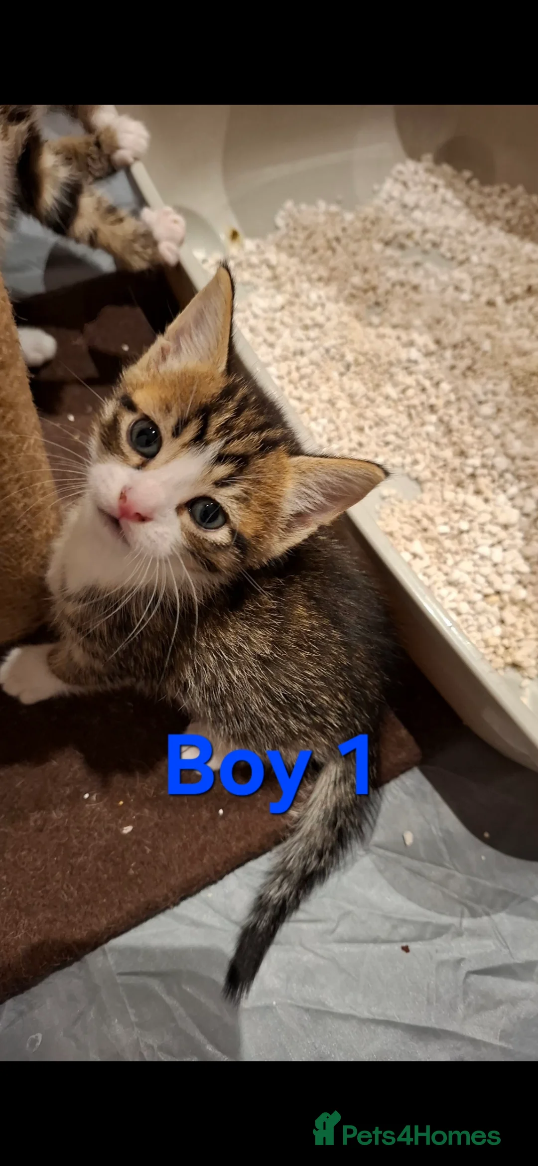 Mixed Breed cats for sale: Kittens  in Mitcham - Advert 7